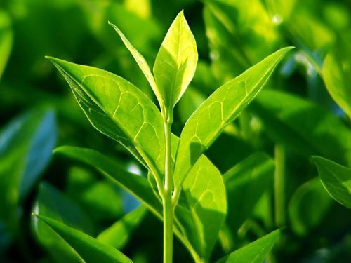 Tea Tree & Peppermint [0%]
